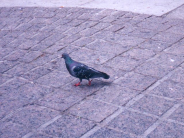 Amazing toronto pigeon